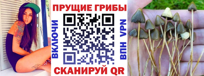 Галлюциногенные грибы GOLDEN TEACHER  Купить  Магнитогорск 